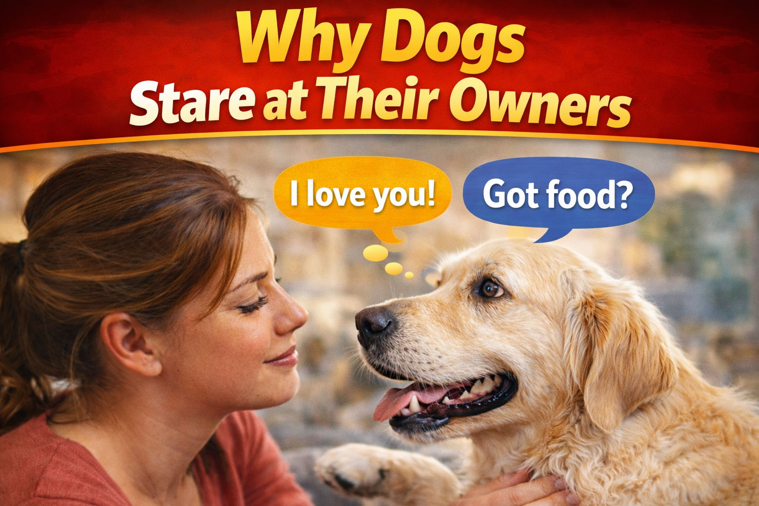 Why Dogs Stare at Their Owners